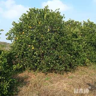 高度350厘米丛生胡柚