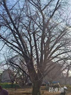 97公分嫁接银杏