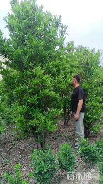 高度200厘米青珊瑚