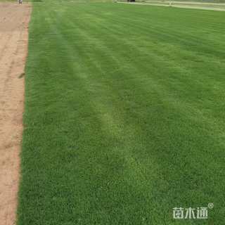 草卷状早熟禾草