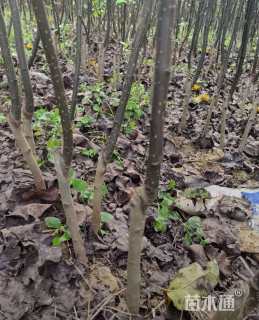 高度150厘米晚秋黄梨