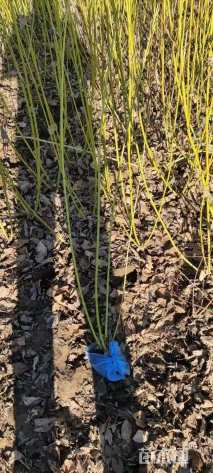 高度180厘米黄瑞木