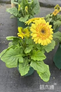 高度20厘米非洲菊