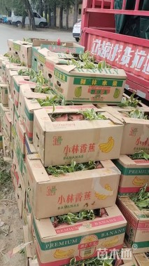 高度20厘米金边玉簪