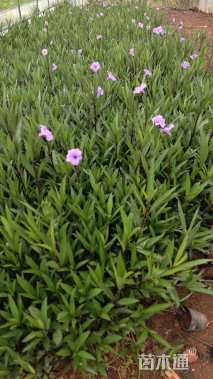 高度30厘米翠芦莉