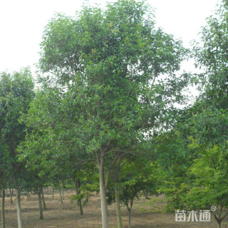 12公分大叶女贞