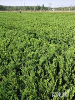 高度20厘米沙地柏