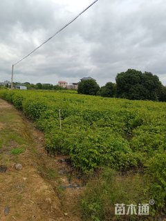 高度80厘米沉香小苗