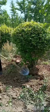 冠幅150厘米金叶女贞球