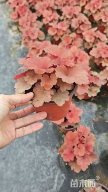 高度20厘米矾根