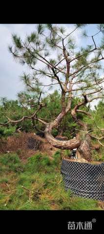 高度200厘米马尾松