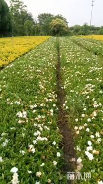 高度25厘米小叶栀子