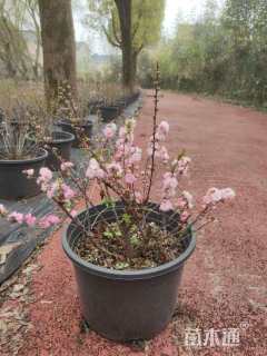 高度30厘米麦李