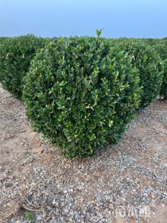 冠幅130厘米大叶黄杨球