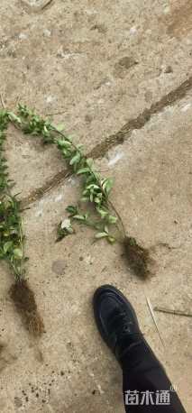 高度40厘米卫矛