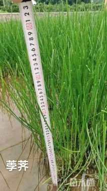 高度30厘米荸荠