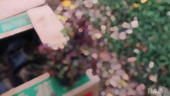 高度10厘米红叶景天