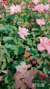 高度40厘米丰花月季