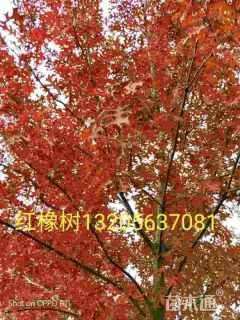 1公分北美红栎