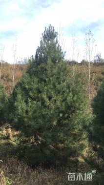 高度500厘米白皮松