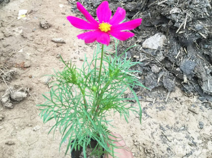 高度20厘米波斯菊