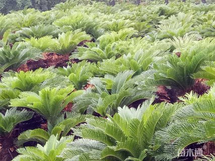 裸干高100厘米铁树