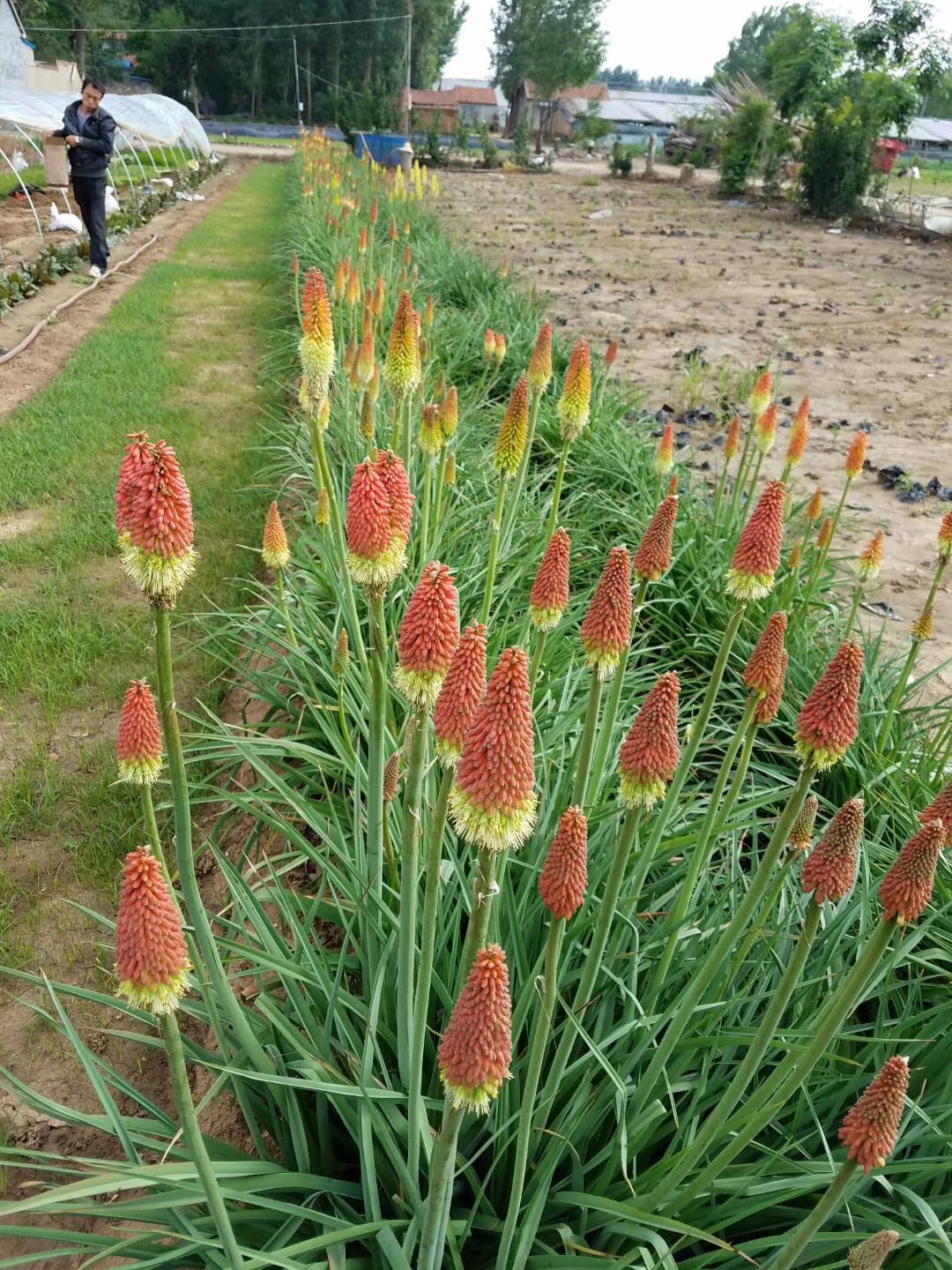 高度30厘米火炬花