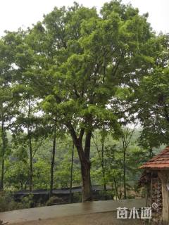 83公分皂荚