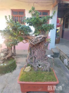 造型杜鹃