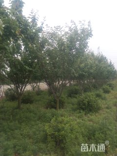 樱花
