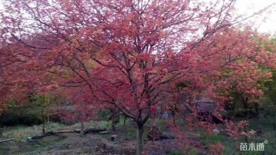 14公分日本红枫