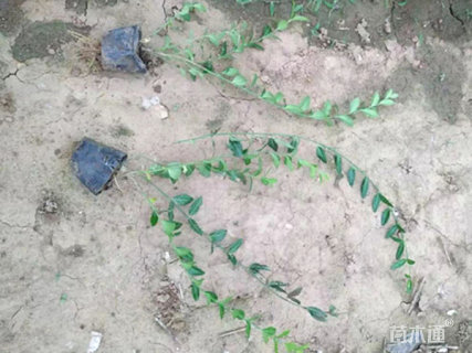 40厘米小叶扶芳藤
