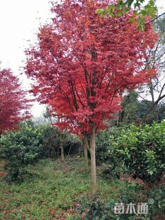 高度400厘米三季红红枫