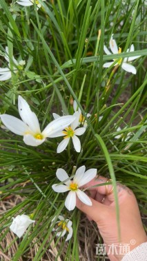 高度30厘米白花葱兰