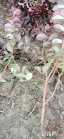 高度20厘米红花继木