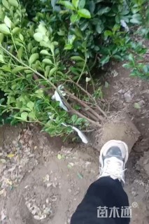 高度150厘米大叶黄杨柱