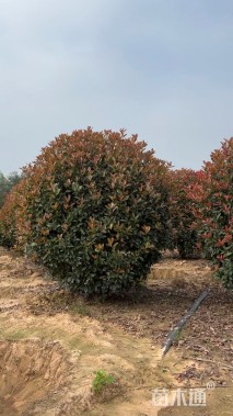 冠幅250厘米红叶石楠球