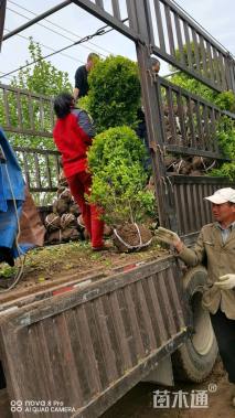 冠幅100厘米金叶女贞球