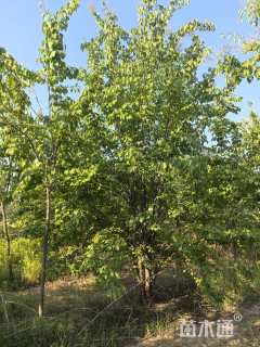 高度300厘米丛生丁香