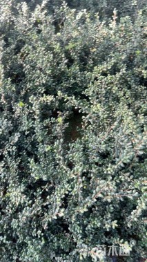 高度25厘米龟甲冬青