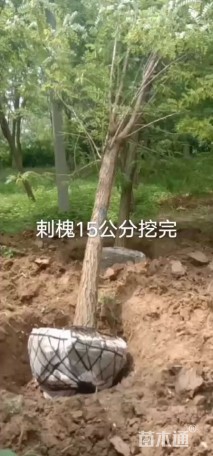 15公分刺槐