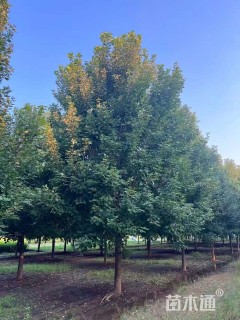 10公分美国红枫