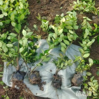 高度45厘米金森女贞小苗