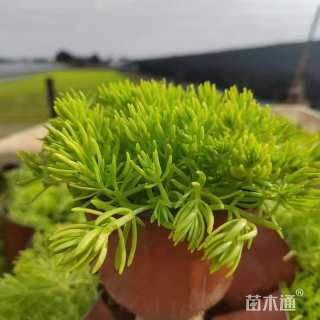 高度20厘米佛甲草