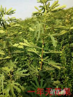 高度2000厘米无花果