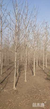高度100厘米银杏小苗
