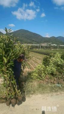 高度120厘米法国冬青