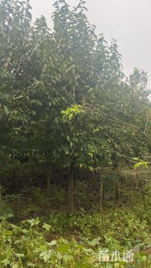 30公分二乔玉兰