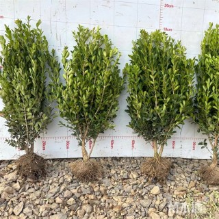 高度55厘米小叶黄杨