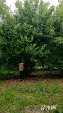 高度800厘米丛生三角枫